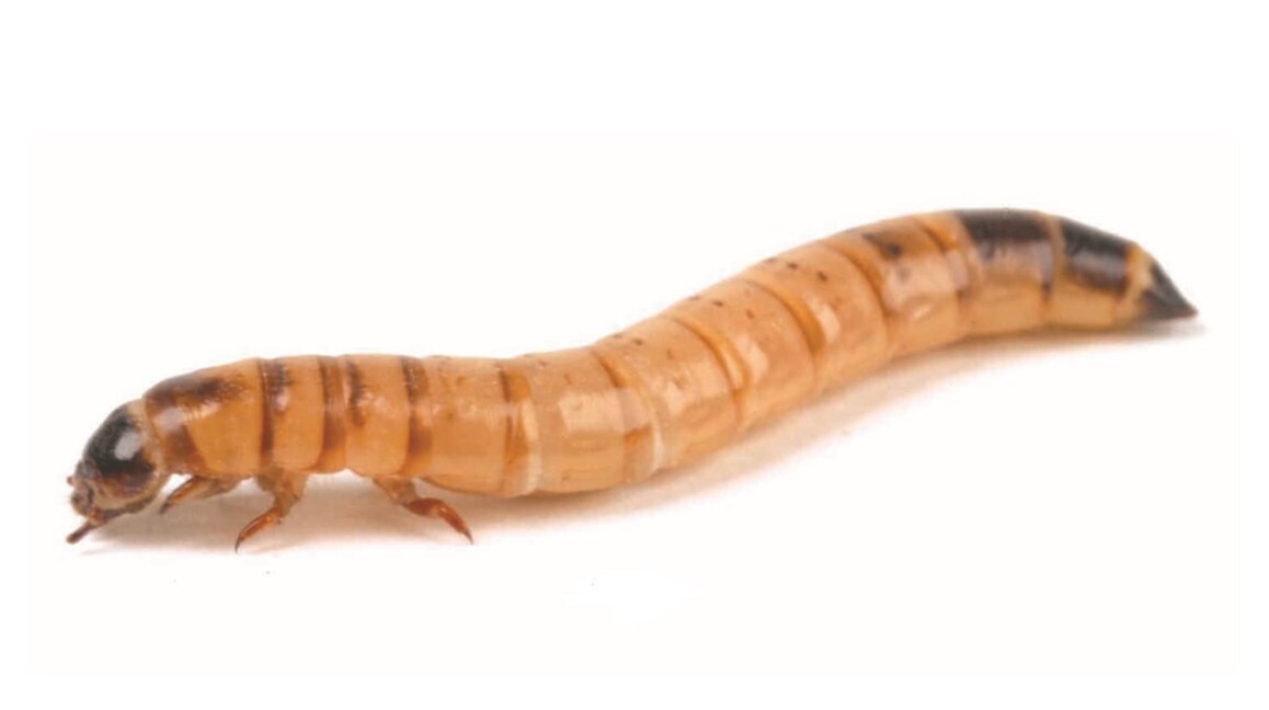 Standard Morio Worms