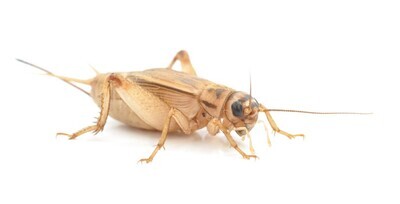 Standard Brown Crickets - Standard Size (Adult)