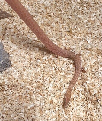 T+ Albino African House Snake - Female