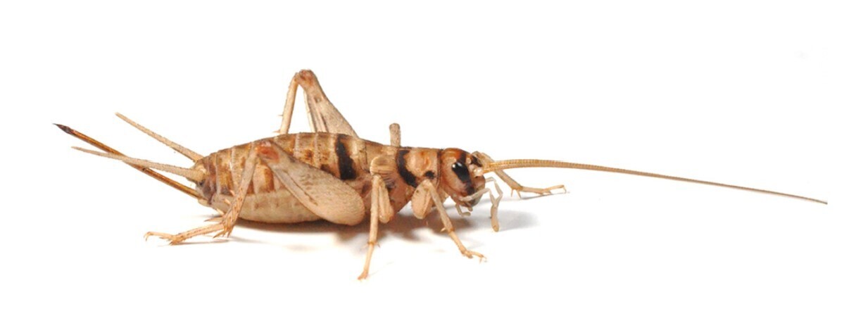 Banded Brown Crickets - Size 4 (12-14mm)