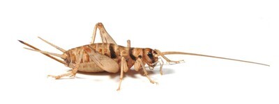Banded Brown Crickets - Size 4 (12-14mm)