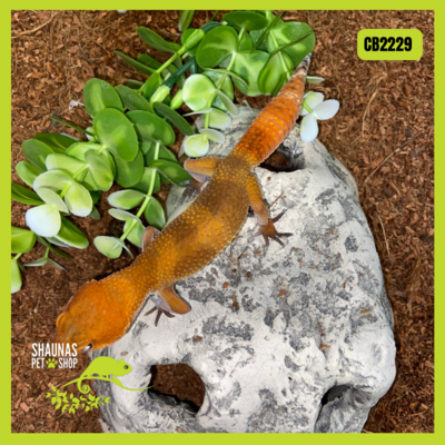 CB2229 - Leopard Gecko - Electric Tangerine Het Tremper x Electric Sunglow x