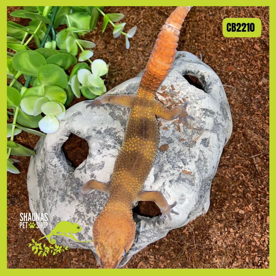 CB2210 - Juvenile Leopard Gecko - Electric Tangerine Het Tremper x Electric Sunglow x