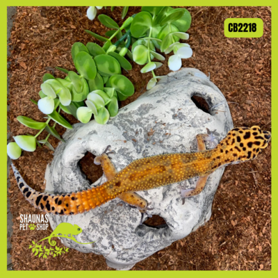 CB2218 - Leopard Gecko - Firebold Red Diamond