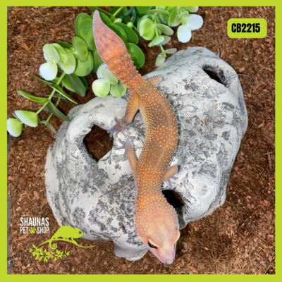 CB2215 - Leopard Gecko - Electric Tangerine Het Tremper x Red Diamond