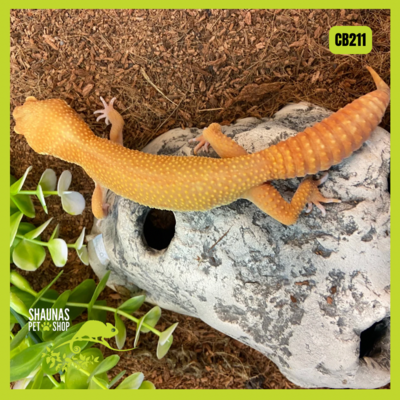 CB211 Leopard Gecko - White &amp; Yellow Tangerine PH Tremper Albino