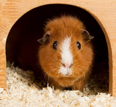 Guinea Pigs