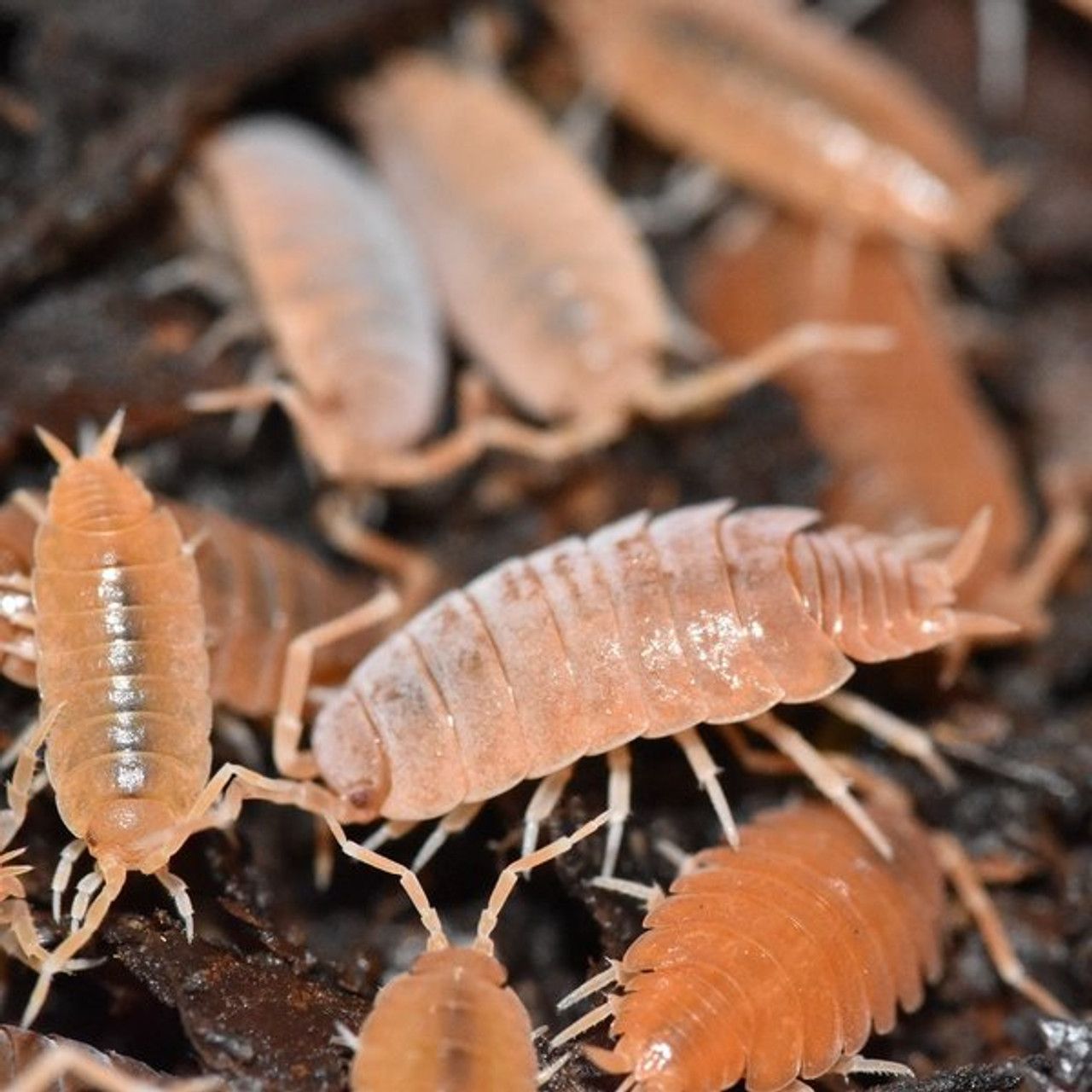 Powder Orange Isopods (Porcellionides pruinosus) - 10