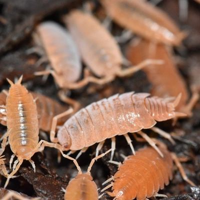 Powder Orange Isopods (Porcellionides pruinosus) - 10