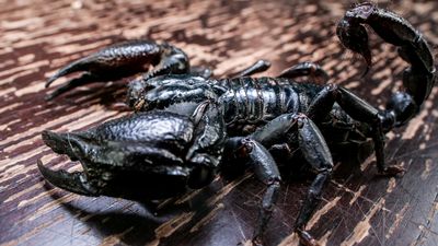 Asian Forest Scorpion - Heterometrus silenus (Scorpling)