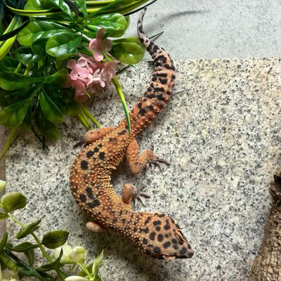 CB224 - Male Leopard Gecko - Red Diamond X Red Diamond Inferno