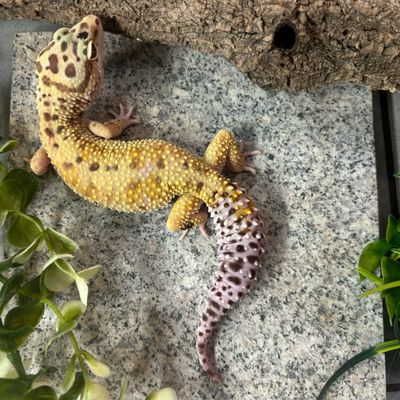 Female Leopard Gecko - White And Yellow Lavender CB1912