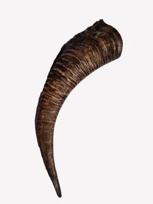 Wilder Goat Horn (1)