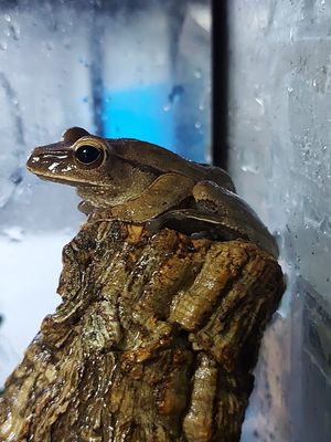 Golden Tree Frogs (Pair) - Polypedates leucomystax
