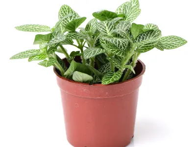 Live Plants