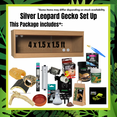 Silver Leopard Gecko Complete Setup