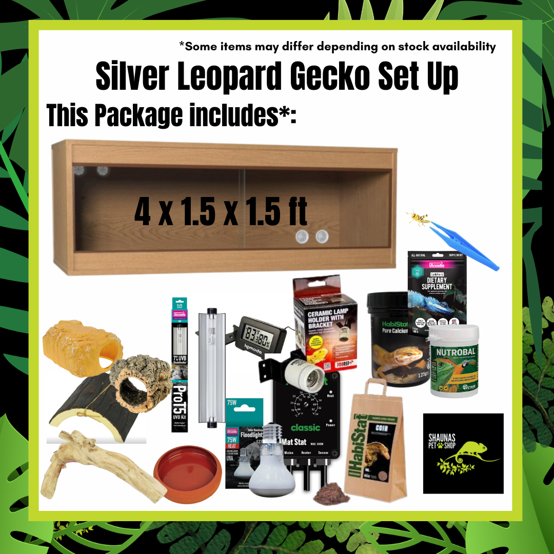 Silver Leopard Gecko Complete Setup