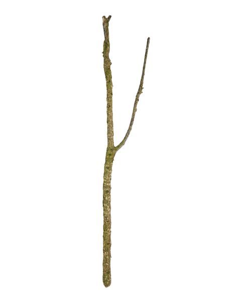 ProRep Cork Branch Medium (40 - 60cm)