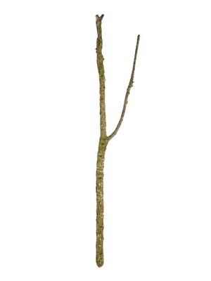 ProRep Cork Branch Medium (40 - 60cm)