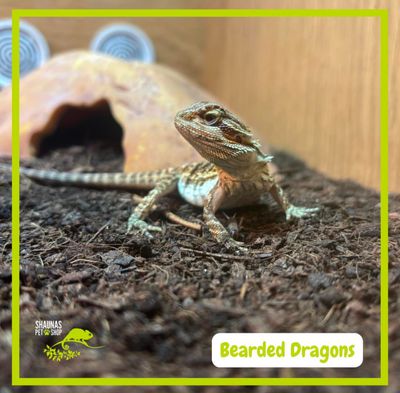 Juvenile Bearded Dragon - Available To Purchase In Store