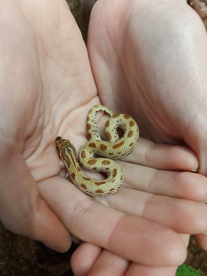 Red Conda Het Albino 1.0 Hognose Snake