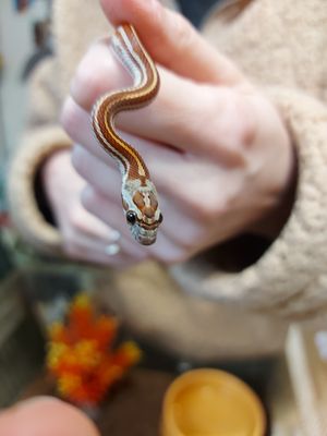 Tessera Motley Het Scaless Hypo 1.0 Cornsnake