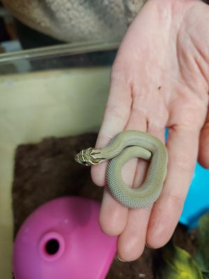 Green Super Conda 66% 1.0 Hognose Snake