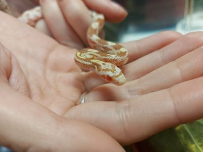 Butter Het Diffused 1.0 Cornsnake