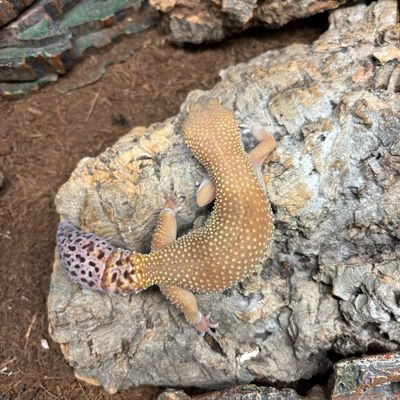 CB193 Yellow Tangerine pH Tremper Female Leopard Gecko