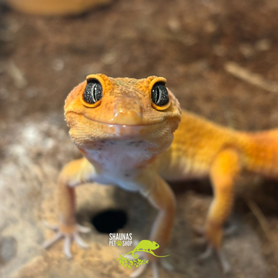 Leopard Gecko (Eublepharis macularius)