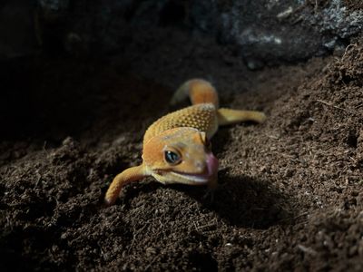CB221 Electric Tangerine Het Tremper X Electric Sunglow X Leopard Gecko