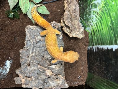 CB191 - Male Leopard Gecko - Electric SungloW X