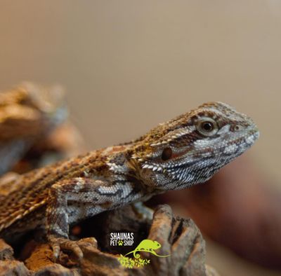 Bearded Dragon (Pogona vitticeps)