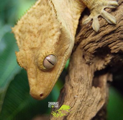 Crested Geckos (Correlophus ciliatus)