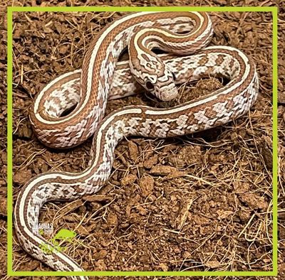 Cornsnake (Pantherophis guttatus)