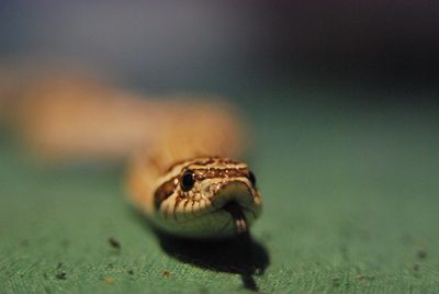 Hognose Snake (Heterodon nasicus)