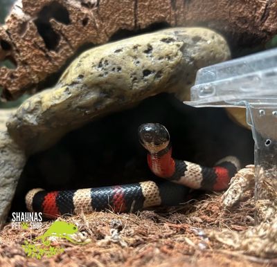 Pueblan milk snake (Lampropeltis triangulum campbelli)