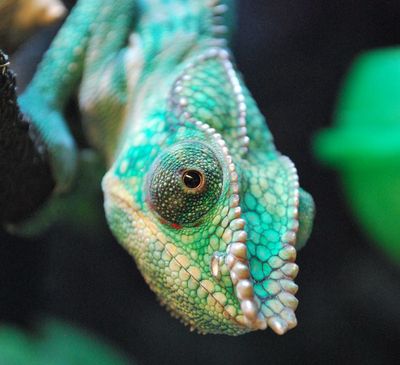 Available Reptiles