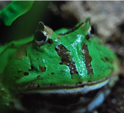 Available Amphibians