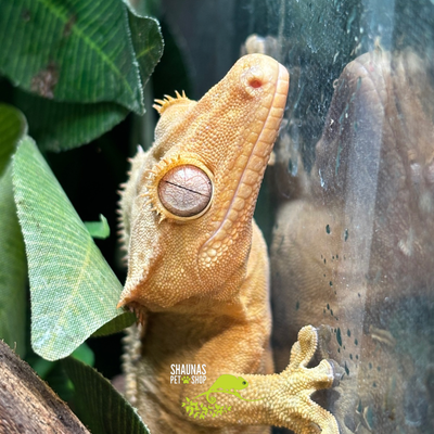 Crested Gecko - Harlequin/Fire