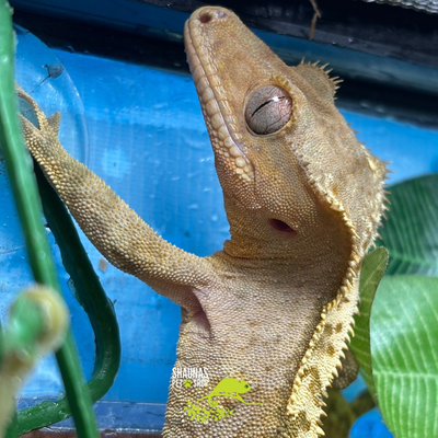 Crested Gecko - Harlequin/Fire