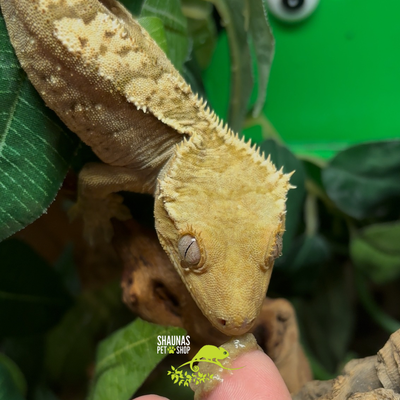 Crested Gecko - Harlequin/Fire