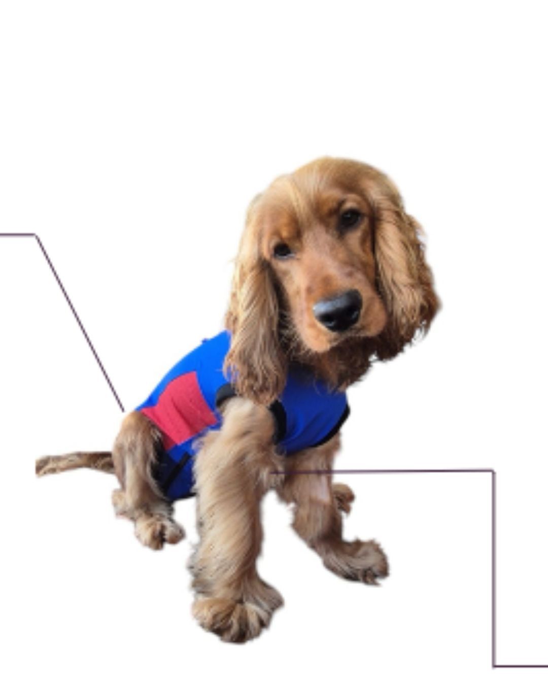 VetInnovate Post Surgical Suit