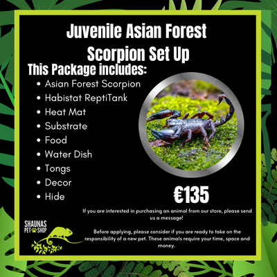 Juvenile Asian Forest Scorpion Set Up