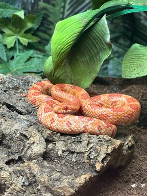 Amel Het Scaleless 66% Motley Cornsnake - Male