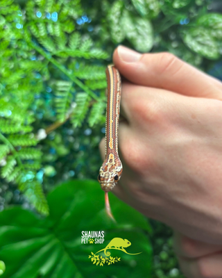 Juvenile Cornsnake - Super Tessera X Butter Tessera Het Diffused 0.1