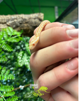 Juvenile Cornsnake - Gold Het Cinder 1.0