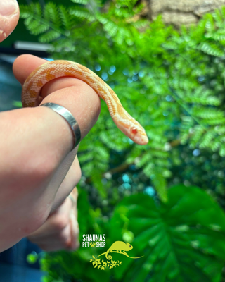 Juvenile Cornsnake - Tessera Het Anery palmetto