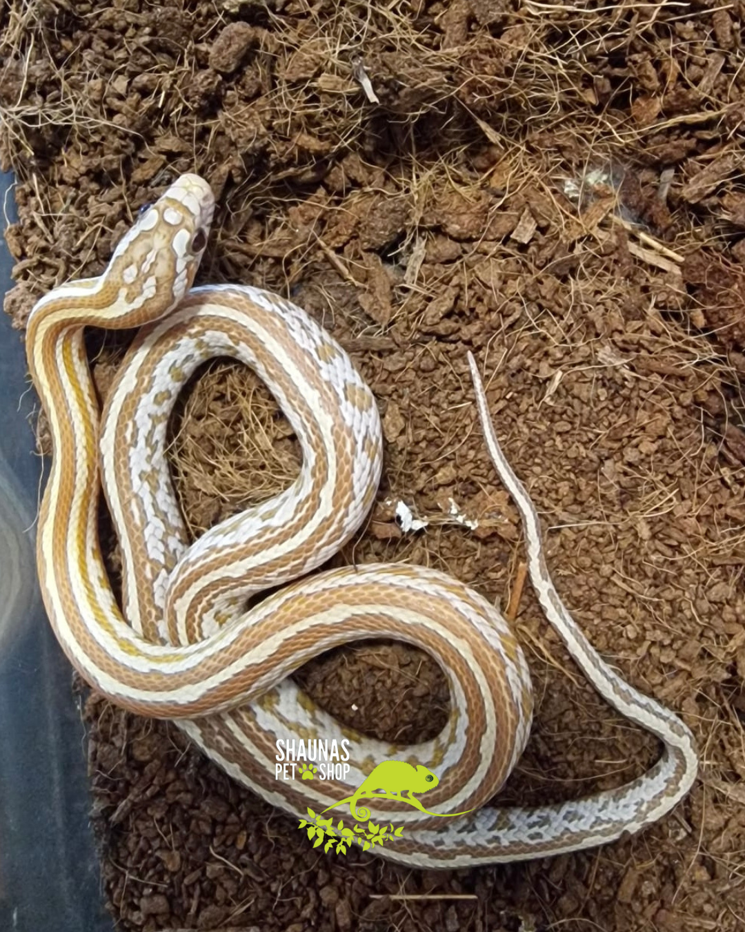 Juvenile Cornsnake - Gold Dust Het Cinder 66% Stripe 1.0