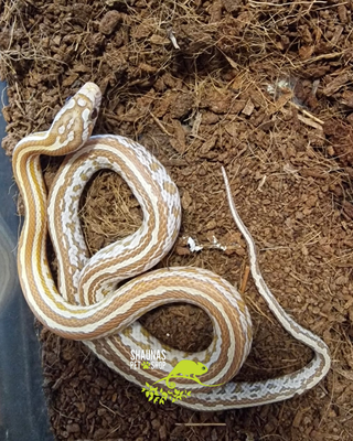 Juvenile Cornsnake - Gold Dust Het Cinder 66% Stripe 1.0